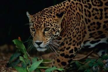 Fotografía de jaguar