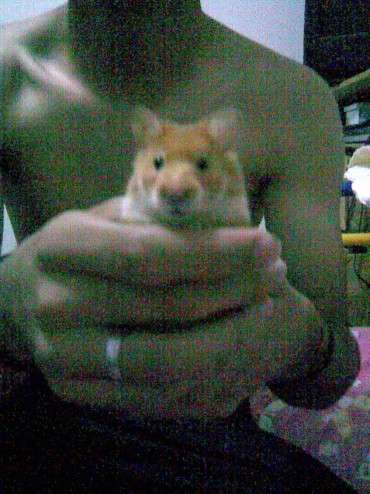 Fotografía de sharky